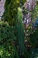 Juniperus communis Compressa IMG_2704 Jałowiec pospolity